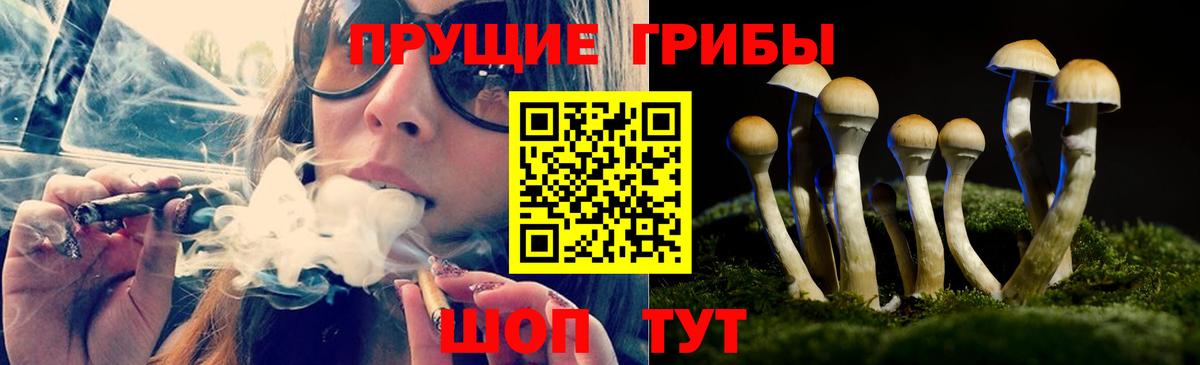 купить   Галлюциногенные грибы Cubensis  Вход с VPN  Малгобек 
